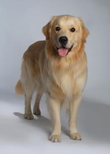 Erstklassiger Golden Retriever Deckrüde Dusty