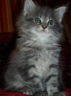 Maine Coon Kitten