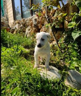 Erni sucht ein passendes Zuhause