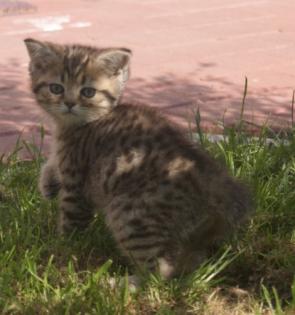 Whiskas Kater in golden getupft sucht neues zuhause