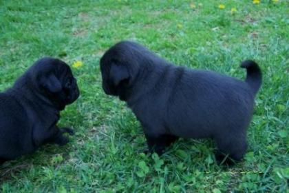 Mops welpen