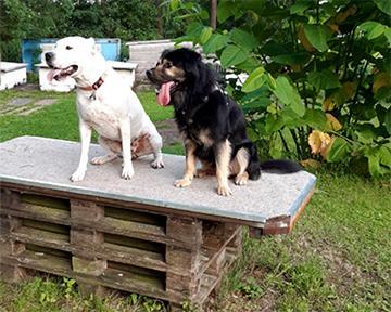 Private Hundebetreuung / Dog Sitting