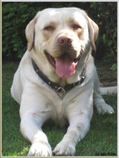 Blonder Labrador Deckrüde