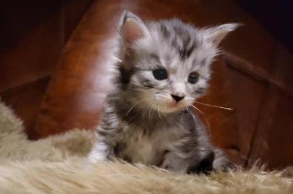 Unser bunter D-Wurf ist da :-) - sieben Maine Coon Kitten auf einen Streich - mi