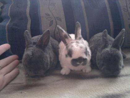 Rex Zwerg Kaninchen Babys...