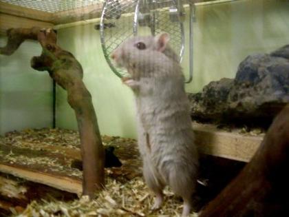 Mongolische Rennmäuse