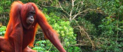 18 Tage BORNEO RUNDREISE