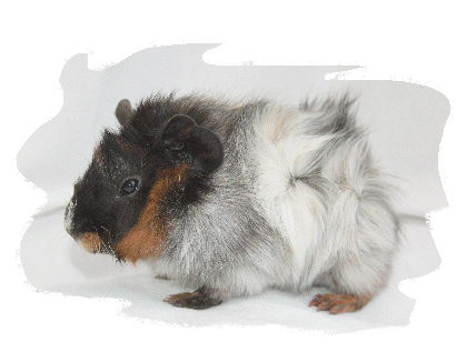 Rosettenmeerschweinchen reinrassig in rot,rotschimmel, buntschimmel und brindle