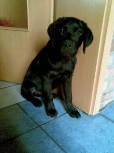 Schwarzer Labrador Welpe (Rüde) 16 Wochen alt 