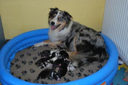 Wunderschöne Aussie-Welpen mit ASCA Papieren 