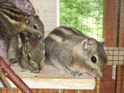 2 Baumstreifenhörnchen