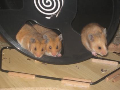 Hamsterkind möchte ihr Herz erobern. 