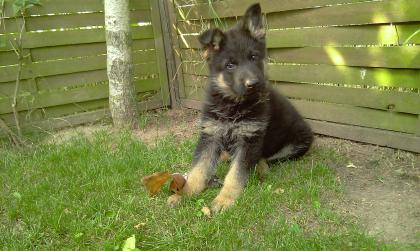8 Wochen alter Schäferhund Welpe 