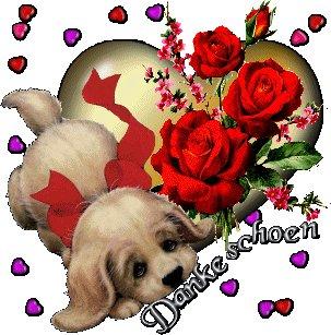 Shih Tzu Malteser Yorkshire Westie Aussie - Großes Herz für kleinen Hund