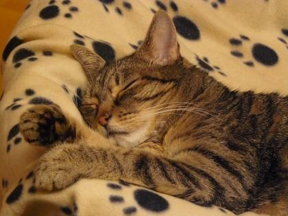 Schmusekatze sucht ein neues Zuhause!