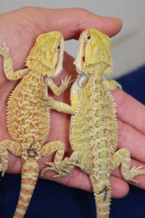 Extreme Hypo Citrus Bartagamen und Hypo Candycane Leatherback Bartagamen zu top 