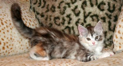 Maine Coon Baby (Hamburg)