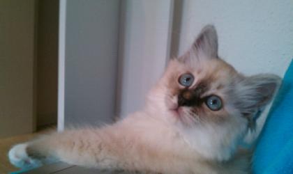 Heilige Birma - Kater sucht neue Schmuseeltern