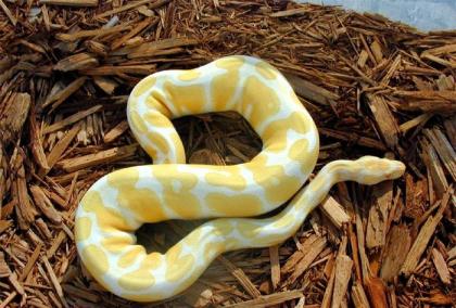 Schöne Albino und Schecken Ball Pythons zum Verkauf / Übernahme