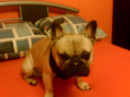 Gebe französische Bulldogge ab