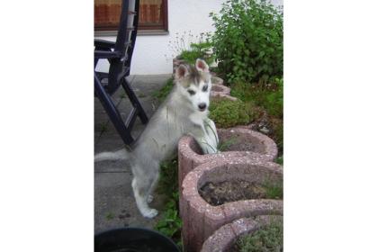  wunderschöne Siberian Husky Welpen mit Stammbaum