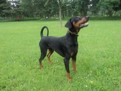 DECKRÜDE - Wunderschöner reinrassiger,  kräftig gebauter Dobermann bietet sich a
