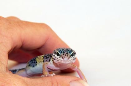 Junge, handzahme Leopardgecko Weibchen