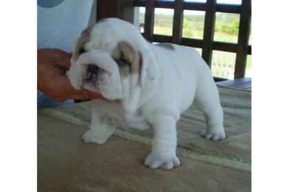 Englisch Bulldog Welpen mit FCI Stammbaum 