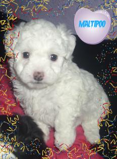Maltipoo Rüde mit Puppengesicht (Nicht Haarend)