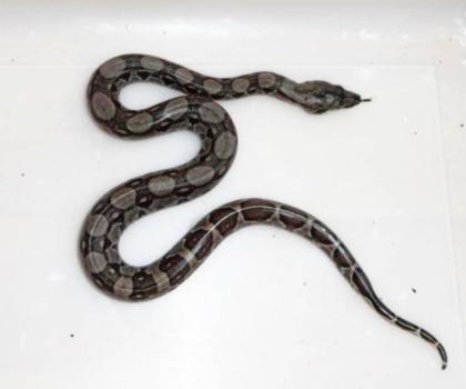 Belizeboa - Boa constrictor imperator Belize Crawl Cay 