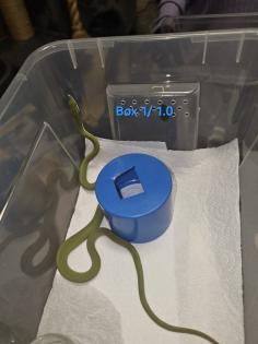 Philodryas baroni DNZ 08/25