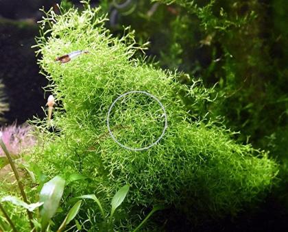 Sternlebermoos, Aquarienpflanze, Versand/ Abholung