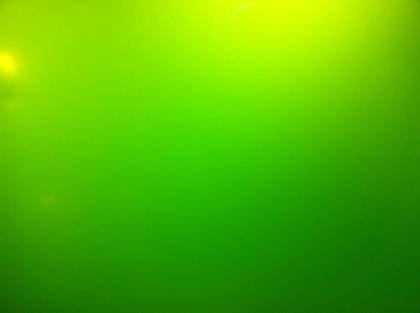 Frisches lebensdes Phytoplankton zu verkaufen