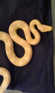 Kornnatter Bubblegum/Coral Snow 0.1