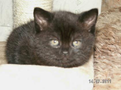 BKH / Kartäuser Kitten