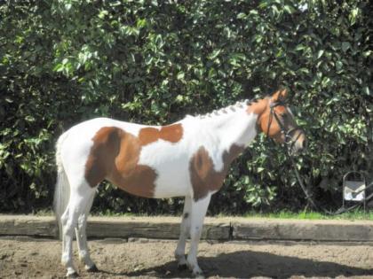 6-jährige Ponyscheckstute zu verkaufen