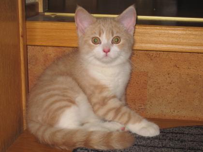 BRITISCH KURZHAAR - KARTÄUSER KATER 160 EURO