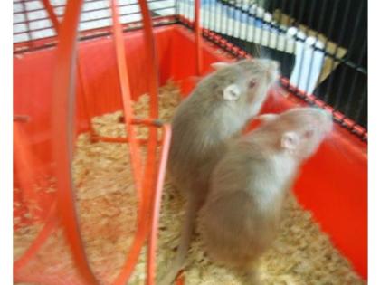 2 Wüstenrennmäuse  ca. 1,5 Jahre  mit Käfig und Zubehör