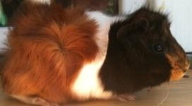 Süße Meerschweinchenbabys!