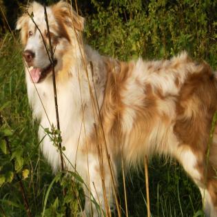 Hübscher Australian Shepherd Deckrüde