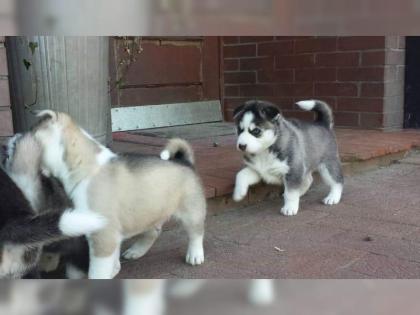 Bezaubernde Siberian Husky Welpen