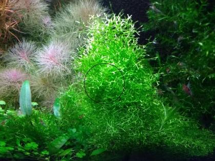 Sternlebermoos, Aquarienpflanze, Versand/ Abholung