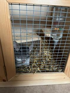 Verkaufe 2 Chinchilla männchen