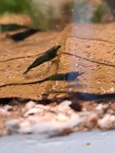 Neocaridina davidi Dark GreenJade  (Süßwasser Garnelen)