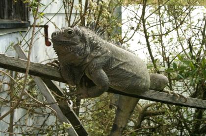 Griechische Landschildkröten, Thb. un Thh. (kleinbleibende Unterart aus dem west