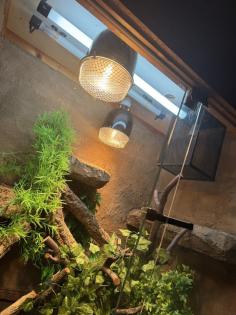 Verkaufe Kornnatter + Terrarium falls benötigt