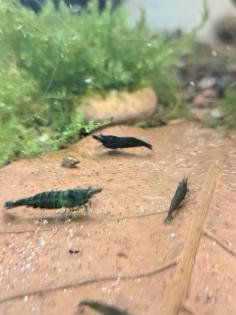Neocaridina davidi Dark GreenJade  (Süßwasser Garnelen)