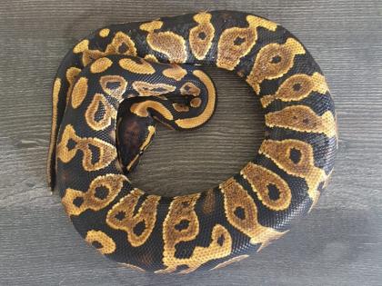 Königspythons eigene Nachzuchten von 2024
