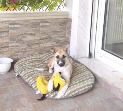 Lolita sucht ein passendes Zuhause