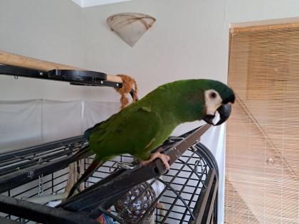 1 Paar Rotrückenara (Red-Winged Macaw)